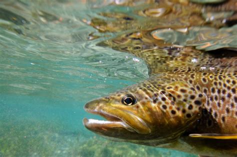 The Differences Between German Brown Trout vs Brown Trout - FuncFish