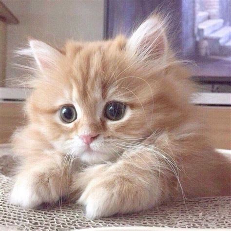 Purely Positive Tiny Kitten Collection | Kittens cutest, Beautiful cats, Kitten pictures