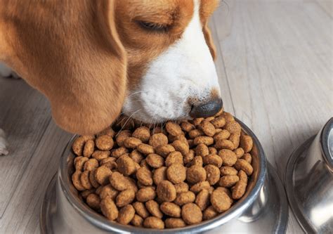 10 tips for better conservation of your pet's feed