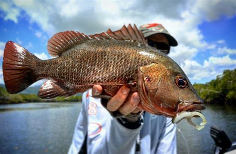 How to Catch Mangrove Jack on Lures – Tackle Tactics