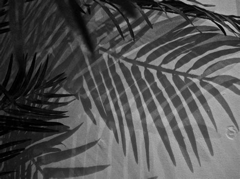 shadow | Plant leaves, Shadow, Plants