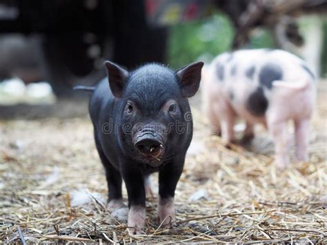 Cute Little Pigs in the Farm. Portrait of a Pig Stock Photo - Image of ...