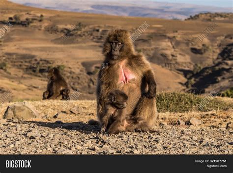 Gelada Baboon - Image & Photo (Free Trial) | Bigstock