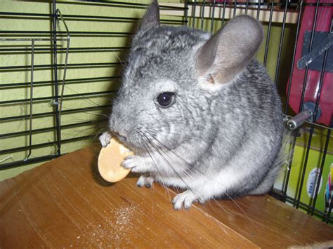 Chinchilla With Biscuit Free Stock Photo - Public Domain Pictures