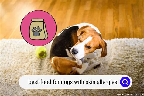 The Best Food For Dogs With Skin Allergies (2024) - Oodle Life