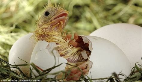 Amazing photos of animals hatching from their eggs - Alltop Viral