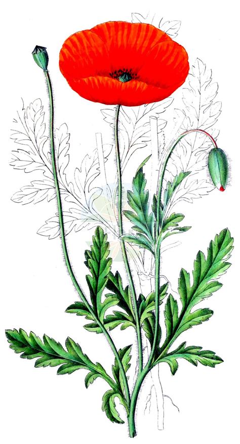 Papaver rhoeas,Common Poppy,Historical drawing,Papaver,Papaveraceae,leaf, flower, fruit, seed ...