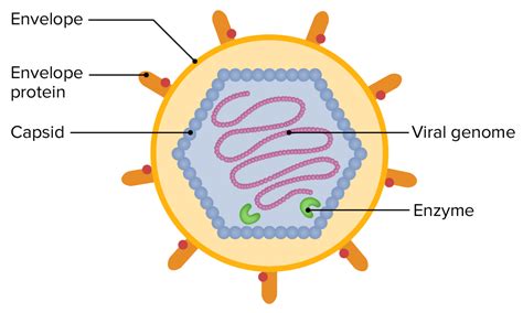 Virus Diagram