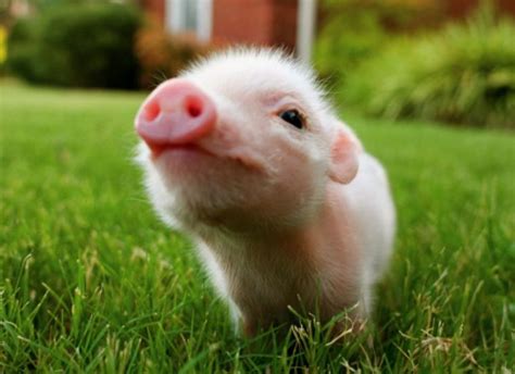 Free download Cute Pig Wallpapers [1680x1050] for your Desktop, Mobile & Tablet | Explore 69 ...