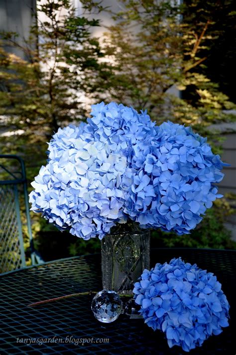 MySecretGarden: Hydrangea Bouquet. My Picture of the Day