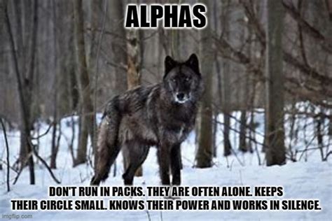 alphawolf Memes & GIFs - Imgflip