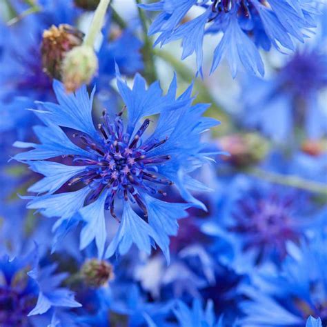 Birgit Fuchs: What Flowers Are Cornflower Blue - 5 598 Cornflower ...