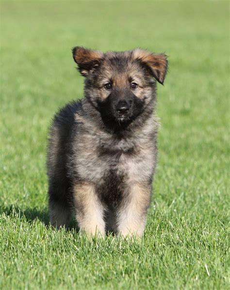 Shiloh Shepherd Breeders Near Me - jeepwranglerrubiconblog