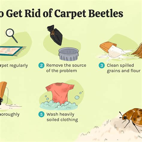 Carpet Beetle Life Cycle