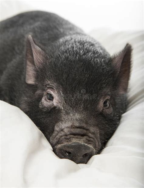 A little black pig stock photo. Image of comfort, cute - 28076066