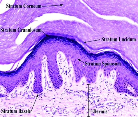 Layers of epidermis (Anonymous, 2020a). | Download Scientific Diagram