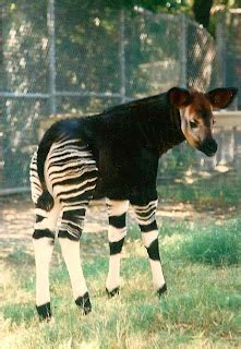 Keeper of the Zoo: Baby Okapi at the Bronx Zoo