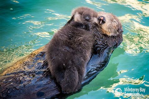 Photos And Video: Sea Otter Mom Gives Birth To Sweet Little Pup: SFist