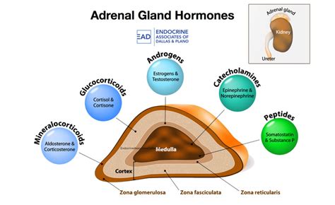 Adrenal gland hormones and their functions - greypase