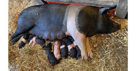 Hampshire Pig ~ Raising a Meat Source on Your Farm - Rural Living Today