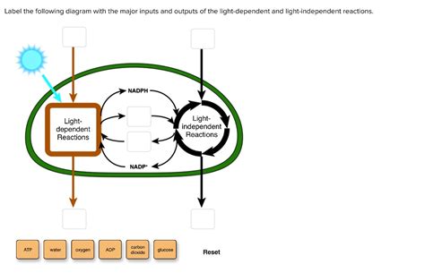 label the following diagram with the major inputs and outputs of the light dependent and light ...