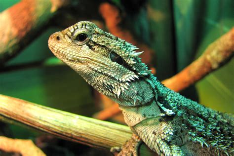 Pogona Redux | "Pogona are a genus of lizards containing sev… | Flickr