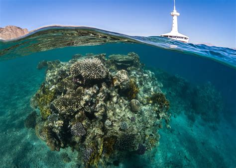 Hurry Up! Eilat's Coral Reef, One of NYT's Places to Go in 2019, Is Facing Destruction - Israel ...