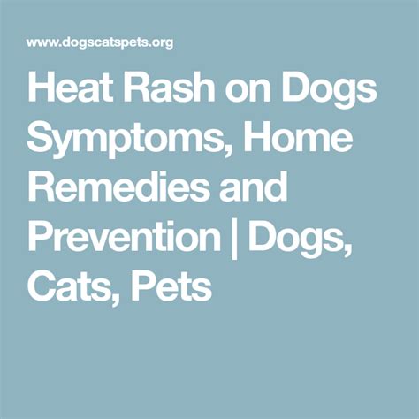 Heat Rash on Dogs Symptoms, Home Remedies and Prevention | Dogs, Cats ...