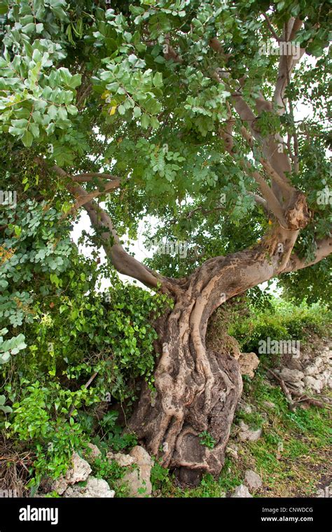 carob, carob bean, St. John's bread (Ceratonia siliqua), tree with an old gnarled stem Stock ...