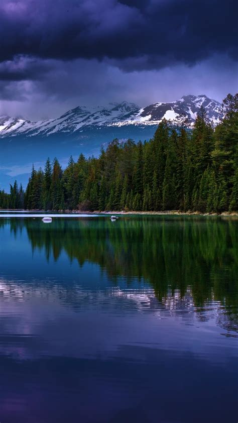 Pine forest reflected in the lake - backiee