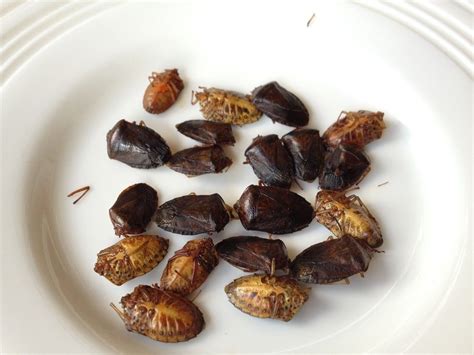 Jumiles, a member of the stinkbug family, is eaten as street food in Mexico. | Stink bugs, Salsa ...