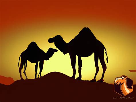 Training Riding Camels vs Pack Camels: Differences You Should Know