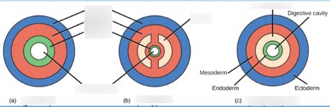 Diagram of Coelom Types | Quizlet