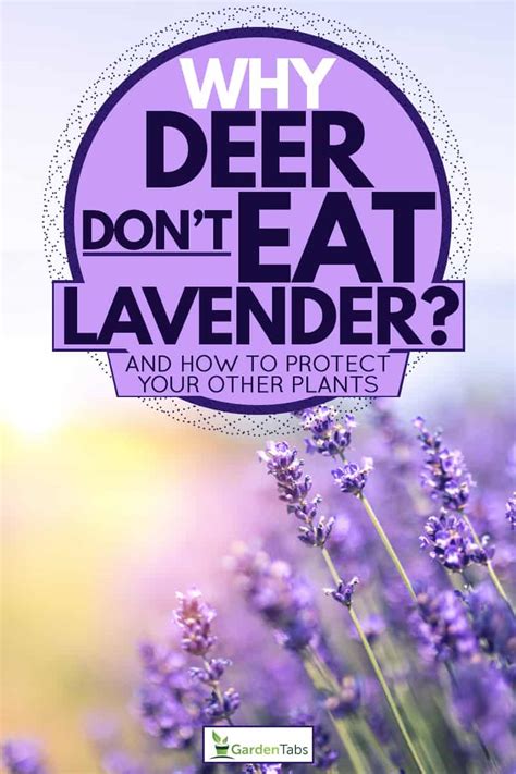 Why deer Don't Eat Lavender [And How To Protect Your Other Plants]