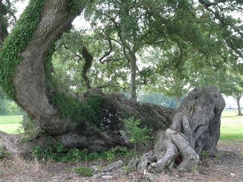 Great Oak tree in Louisiana | Tree faces, Tree, Scenic