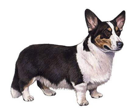 Cardigan Welsh Corgi Facts - Wisdom Panel™ Dog Breeds