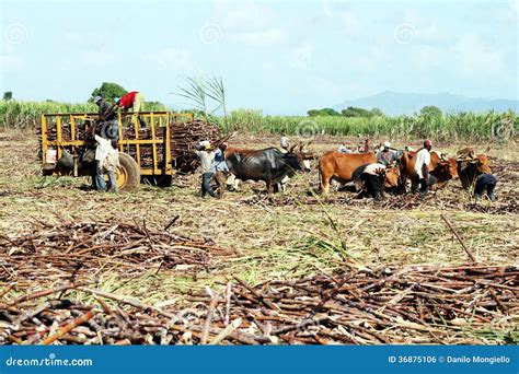 Dominican agriculture editorial photo. Image of work - 36875106