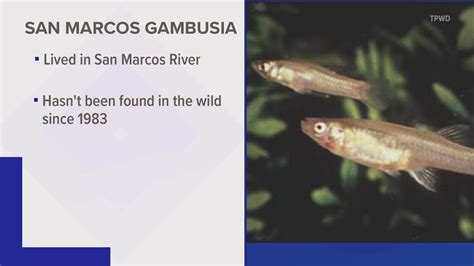 Fish species native to the San Marcos River recommended to be declared extinct | kvue.com