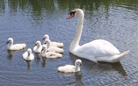 Mute swan with cygnets | There are lots of nesting swans in … | Flickr