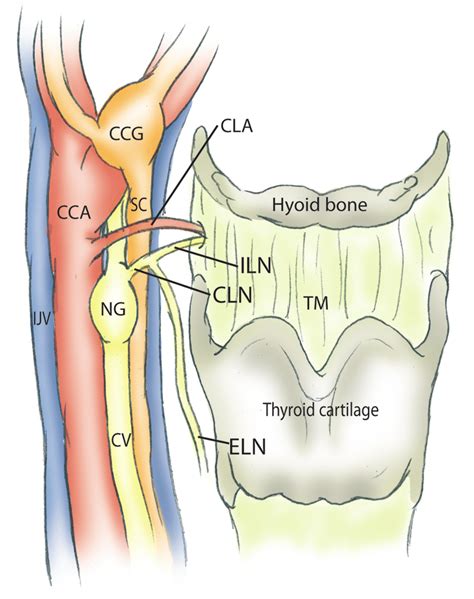 Carotid Sheath Diagram