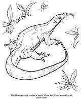 Monitor lizard coloring Pages Download And print For free sketch template