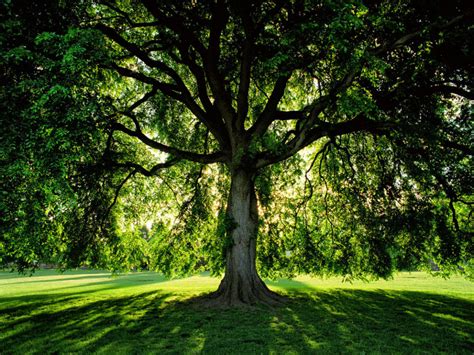 Elm Trees: A Guide to the Ornamental Tree - The Dirt Doctors