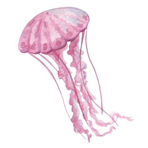 Jellyfish Images Transparent Png Full Hd