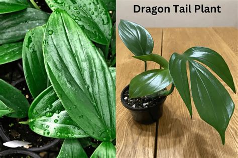 Dragon Tail Plant- Complete Care Guide