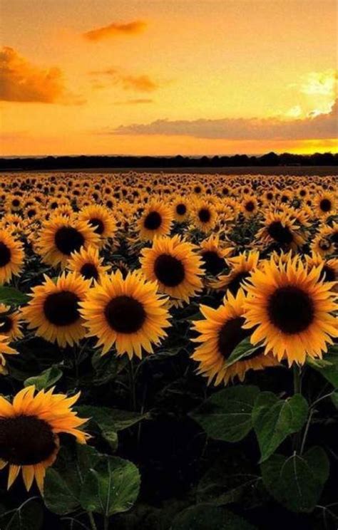 sunflower 🌻 | Sunflower fields, Sunflower wallpaper, Sunflower iphone ...