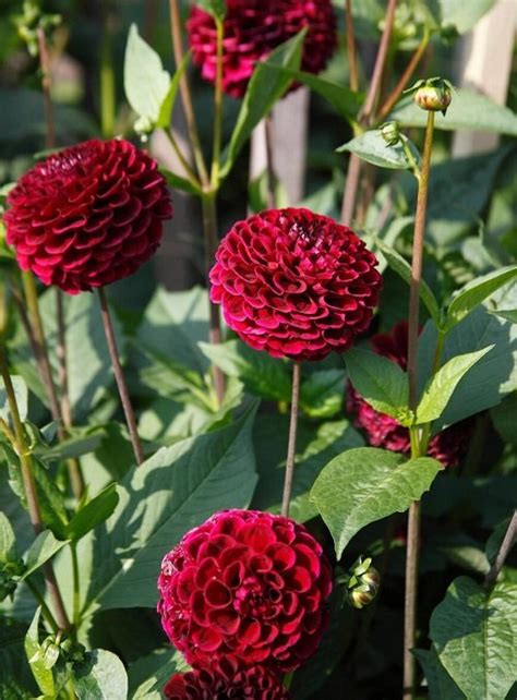 27 Best Red Dahlia Varieties for the Garden | Red Dahlia Meaning and Symbolism