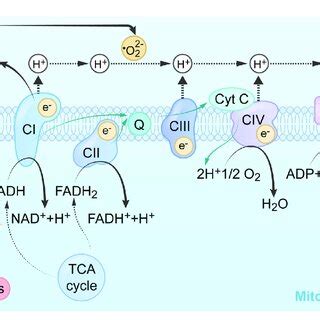 Summary of the mechanism and related pathways of mitochondrial... | Download Scientific Diagram