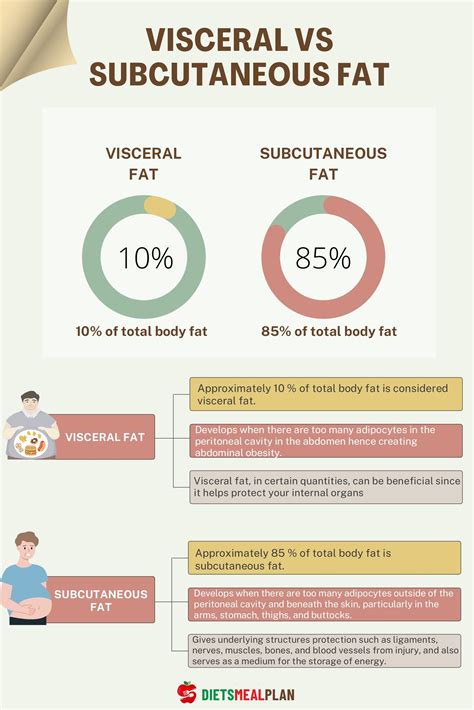 Visceral vs. Subcutaneous Fat | Visceral fat, Fat, Reduce body fat