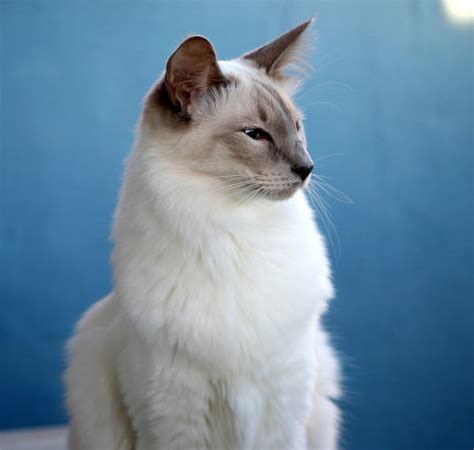 10 Hypoallergenic Cat Breeds