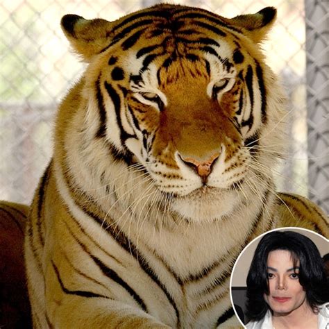 Michael Jackson's Tiger Dies of Lung Cancer - E! Online - UK